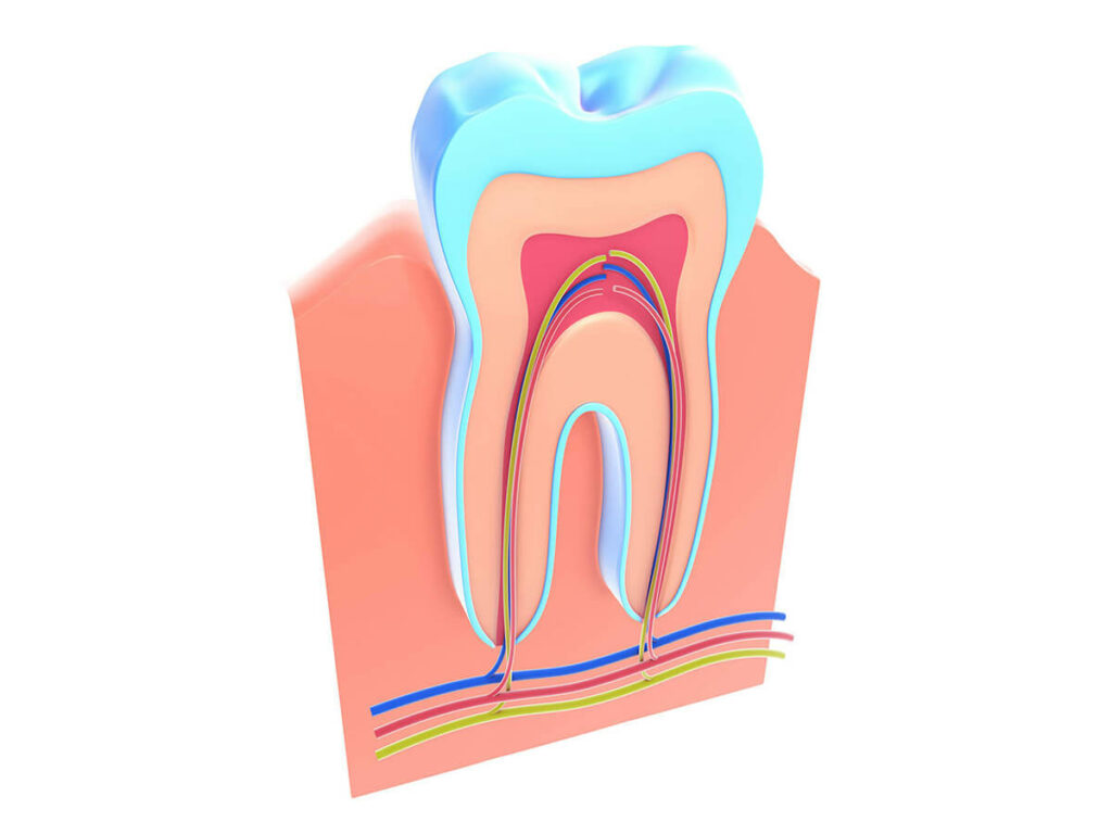 digital mock up of the inside of a tooth